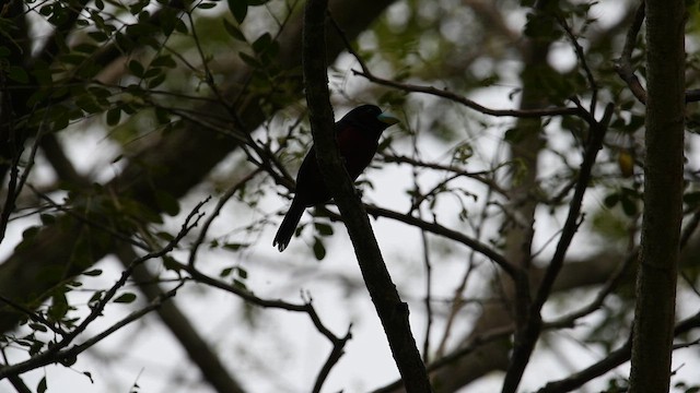 Black-and-red Broadbill - ML641475043