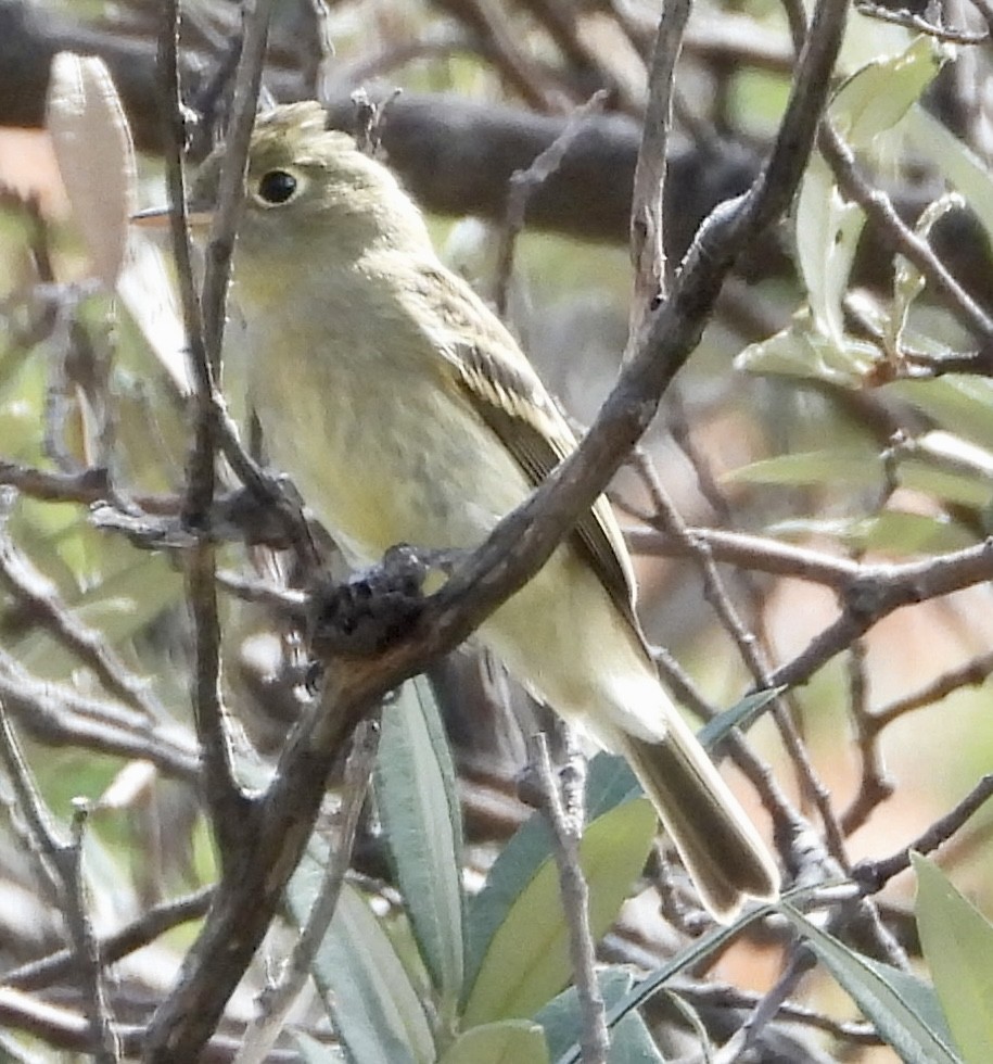 Western Flycatcher (Cordilleran) - ML641475056