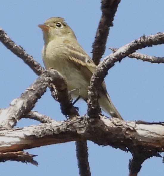 Western Flycatcher (Cordilleran) - ML641475057