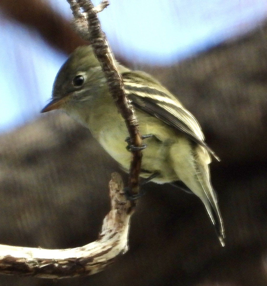 Hammond's Flycatcher - ML641475068