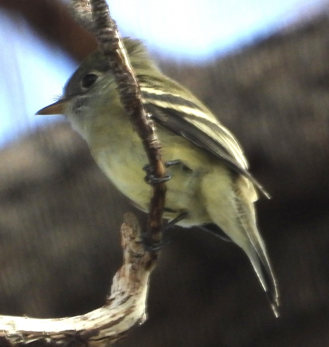 Hammond's Flycatcher - ML641475069