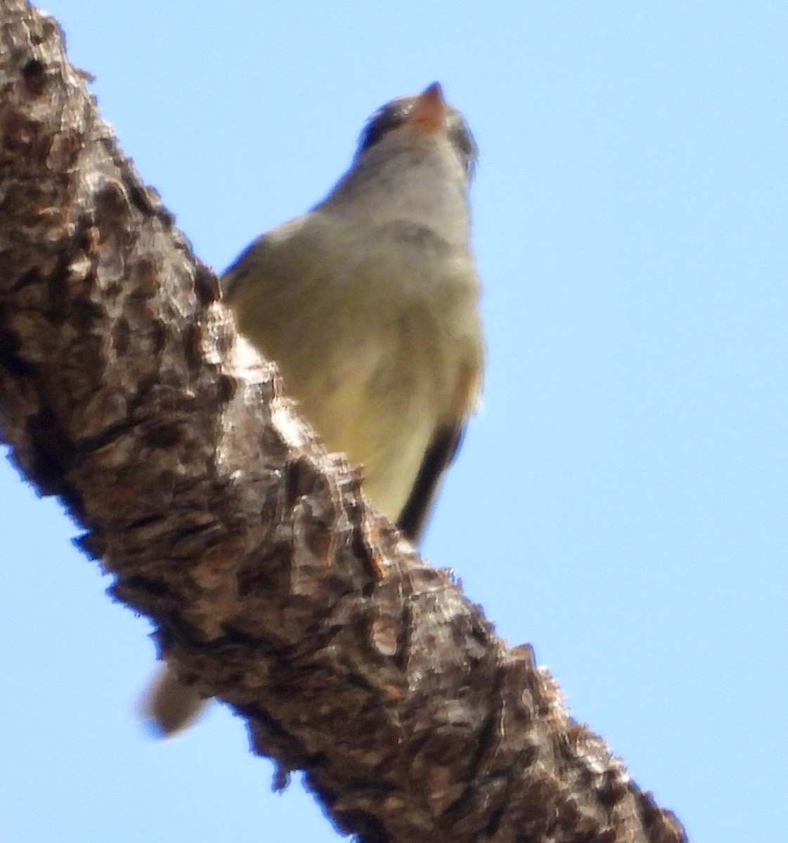 Hammond's Flycatcher - ML641475070
