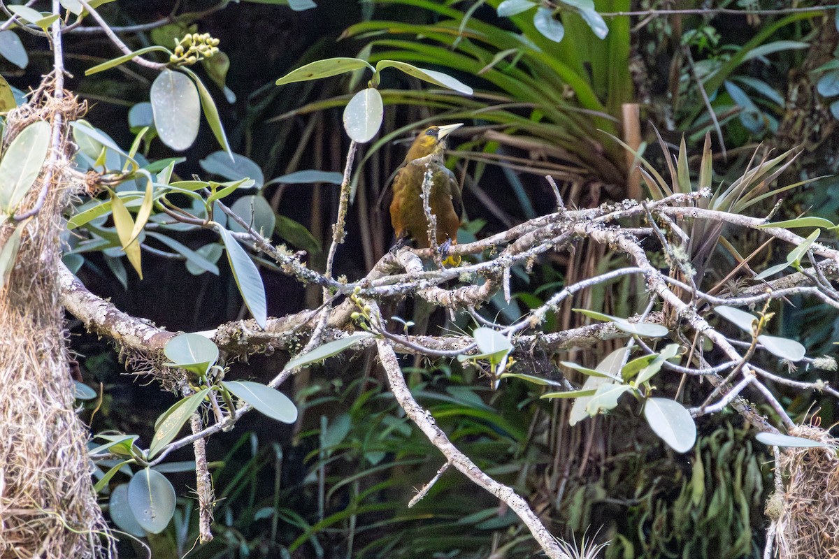 Dusky-green Oropendola - ML641475078
