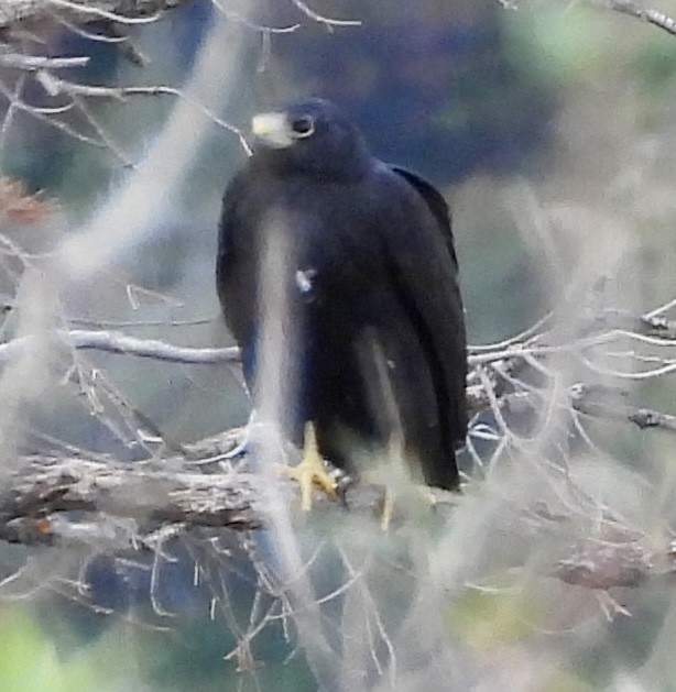 Zone-tailed Hawk - ML641475081