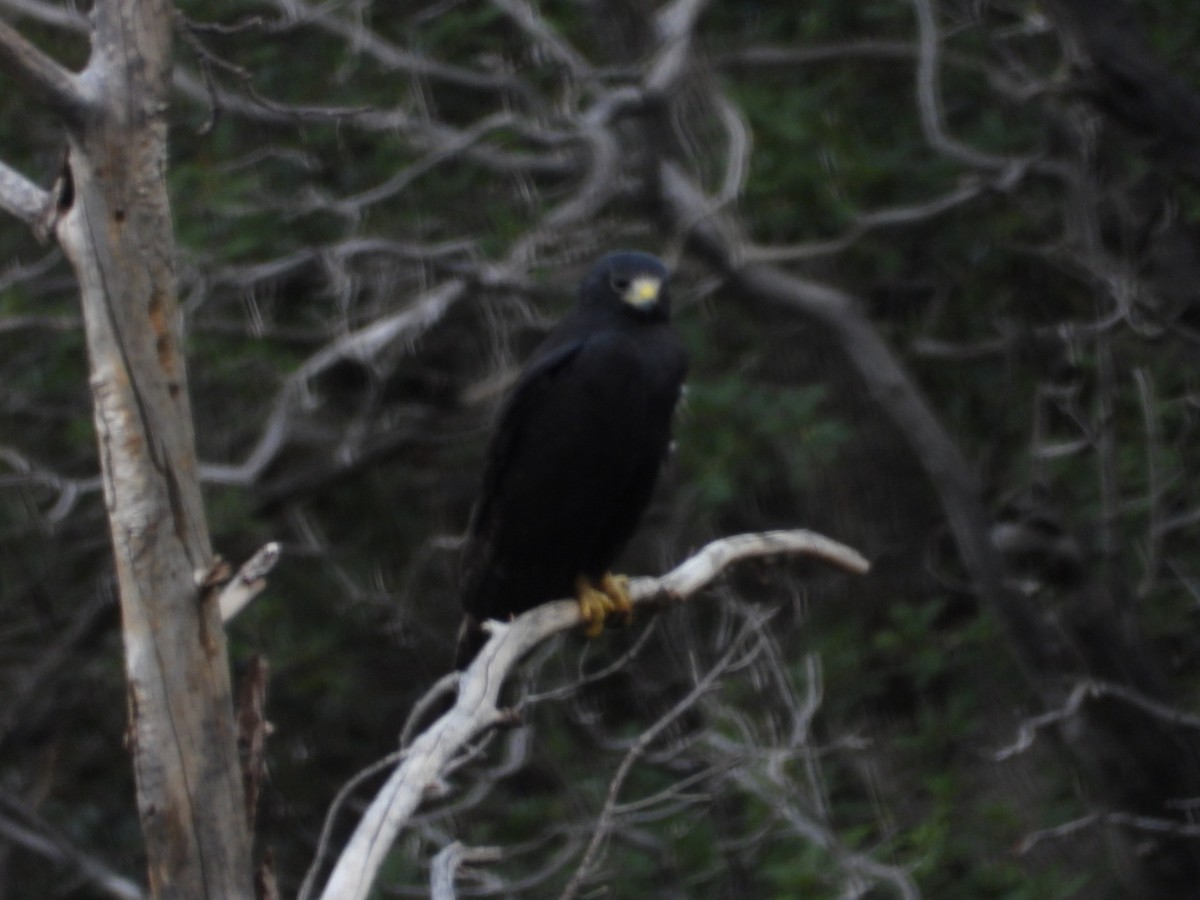 Zone-tailed Hawk - ML641475082
