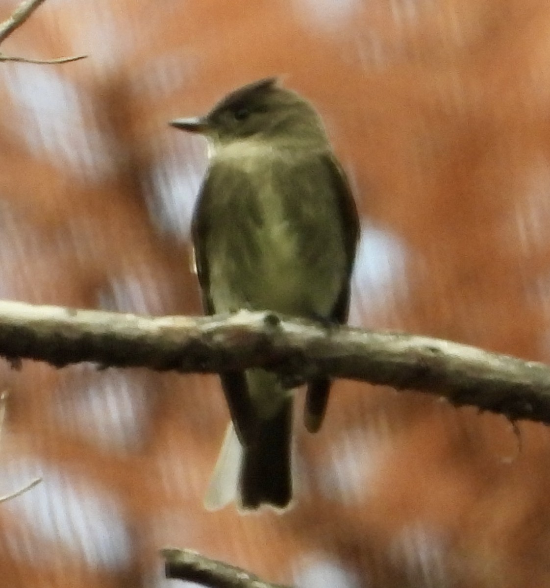 Western Wood-Pewee - ML641475085
