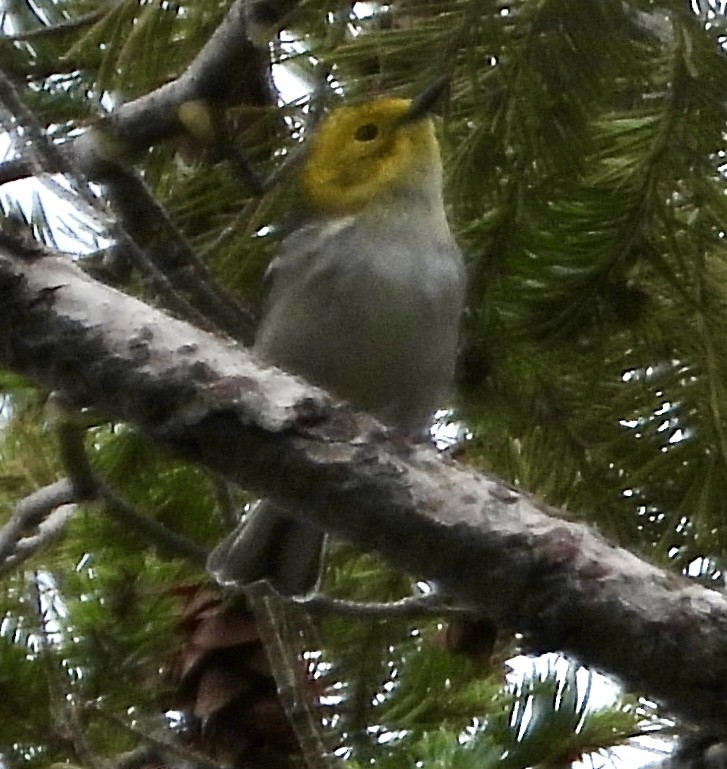 Hermit Warbler - ML641475093