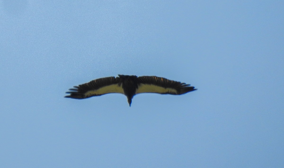 White-rumped Vulture - ML641475099