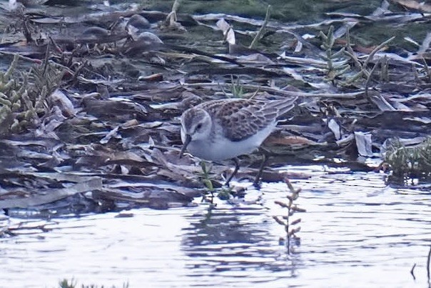 Western Sandpiper - ML641475125