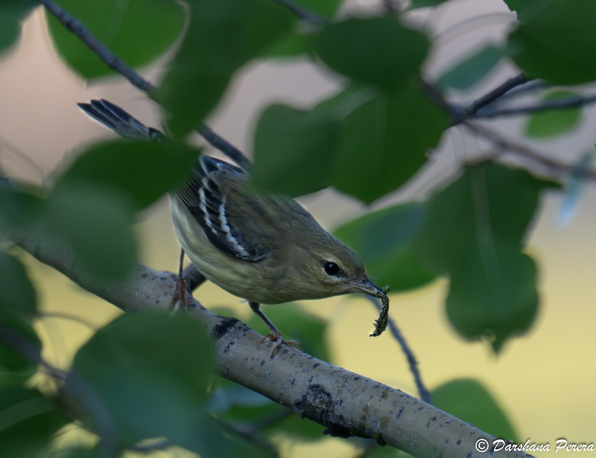 Reinita Estriada - ML641475138