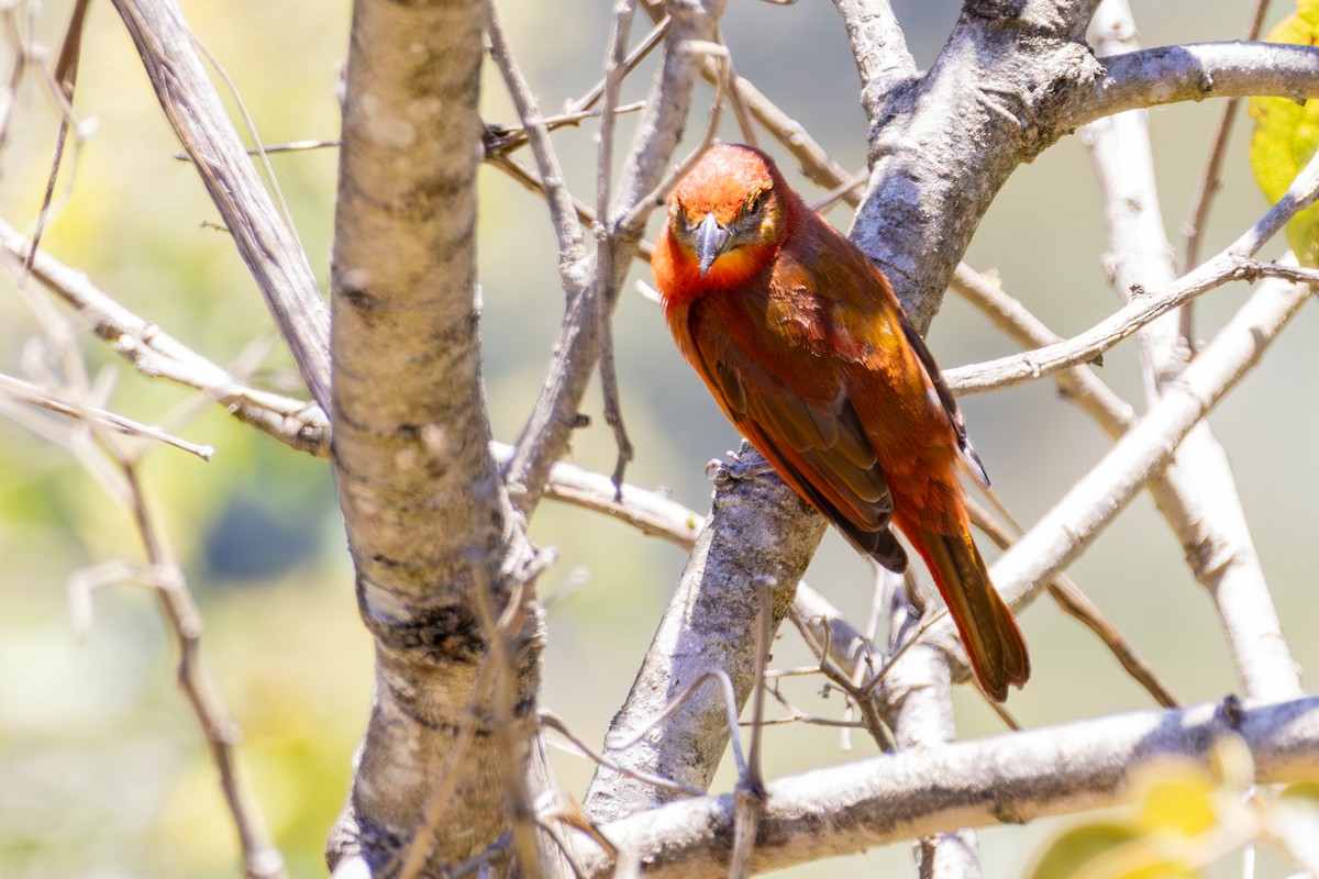 Hepatic Tanager - ML641475141