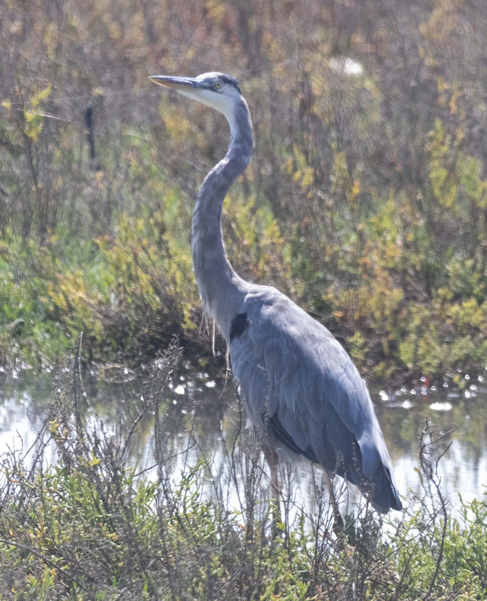 Great Blue Heron - ML641475143