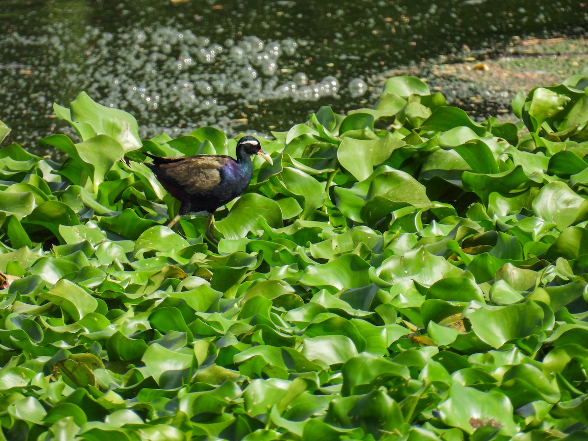 Bronze-winged Jacana - ML641475154