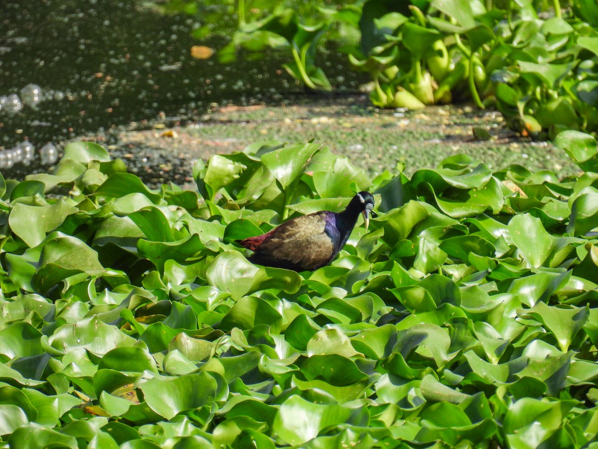 Bronze-winged Jacana - ML641475155