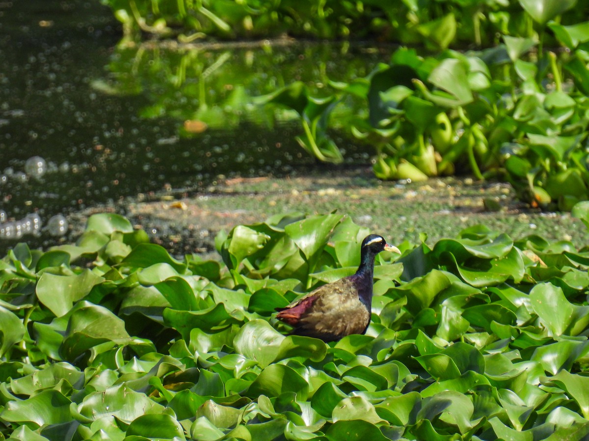 Bronze-winged Jacana - ML641475156
