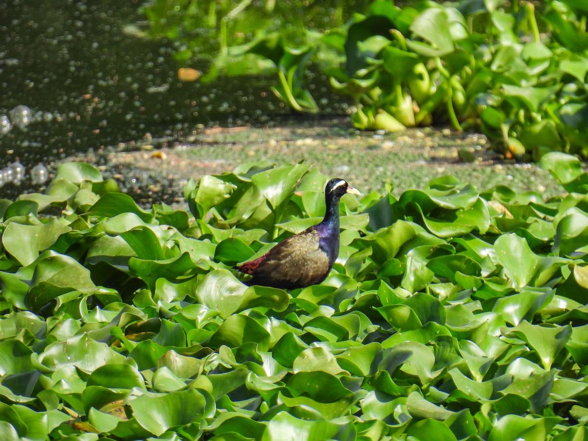 Bronze-winged Jacana - ML641475157