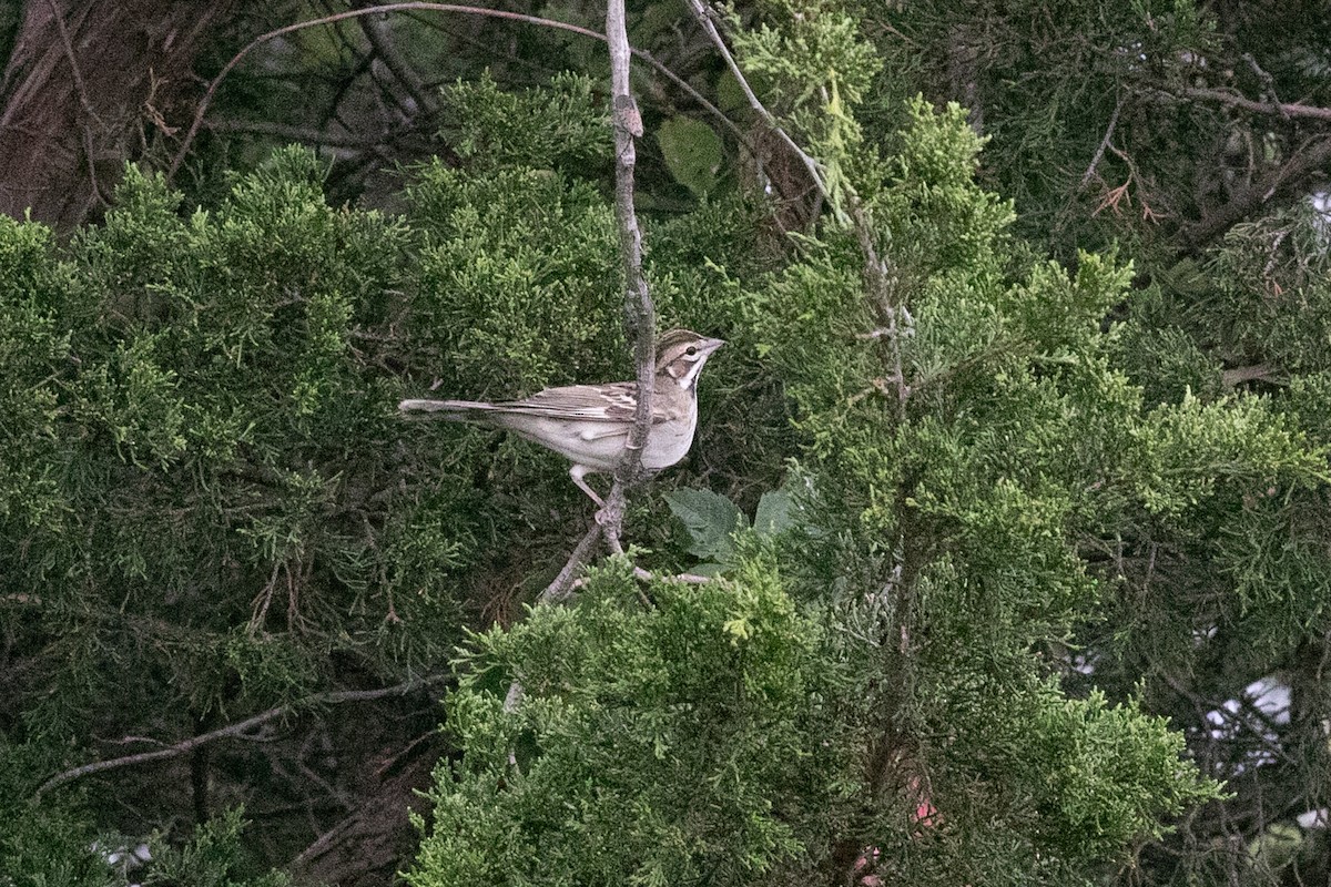 Bruant à joues marron - ML641475163