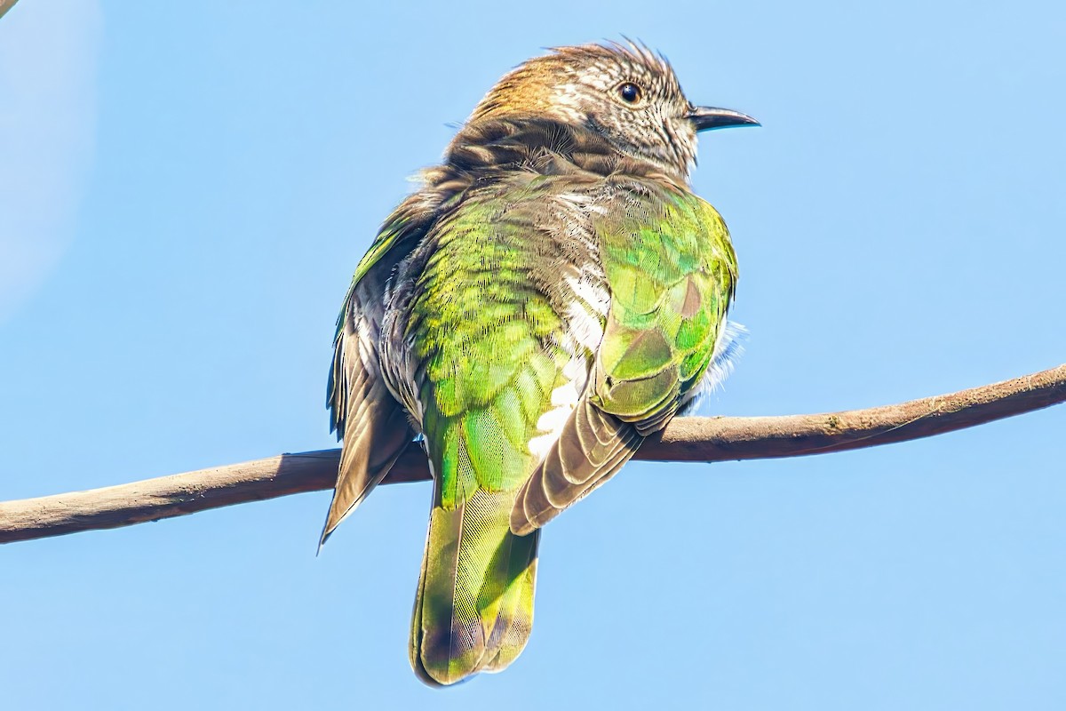 Shining Bronze-Cuckoo (Golden) - ML641475178
