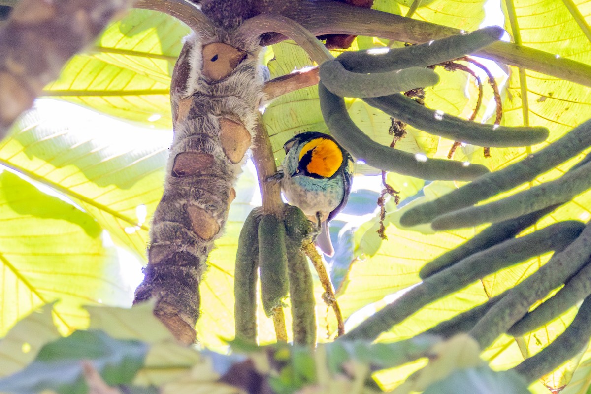 Saffron-crowned Tanager - ML641475188