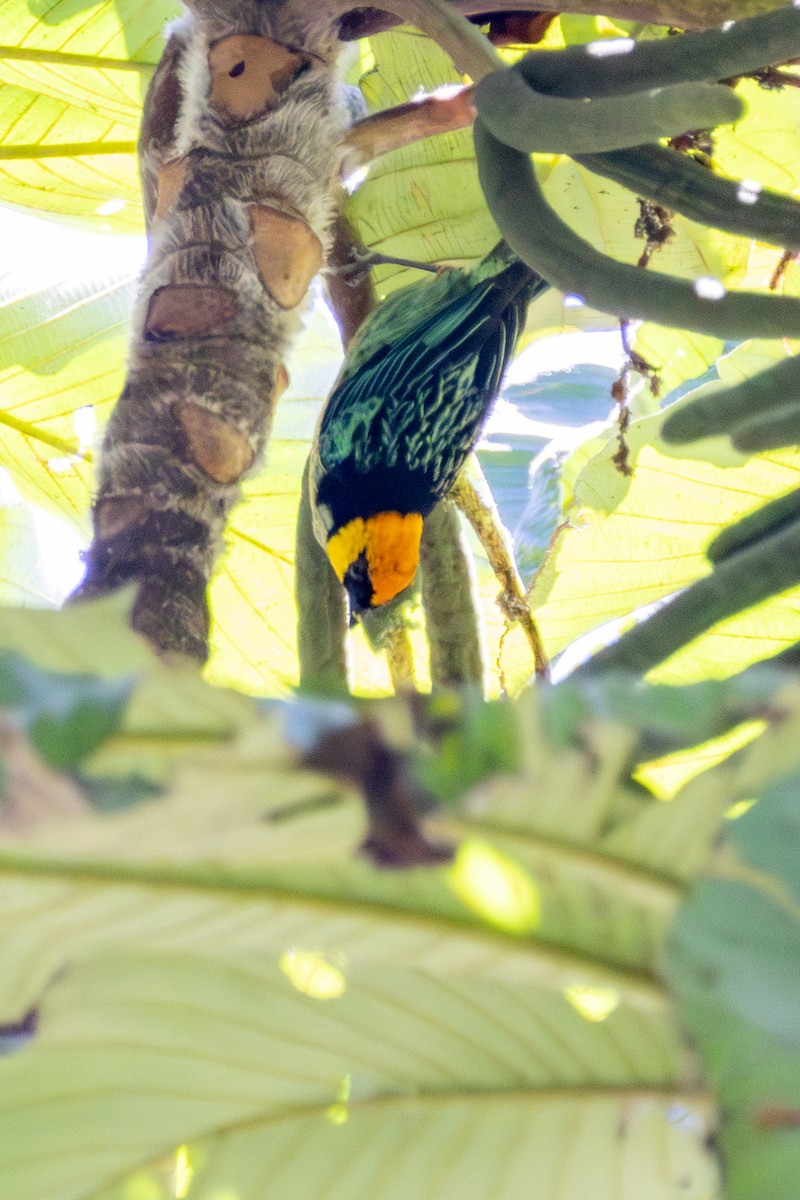 Saffron-crowned Tanager - ML641475189