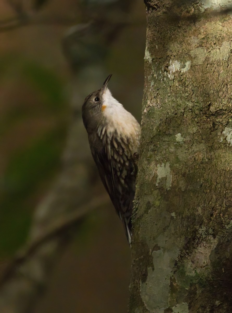 White-throated Treecreeper - ML641475194