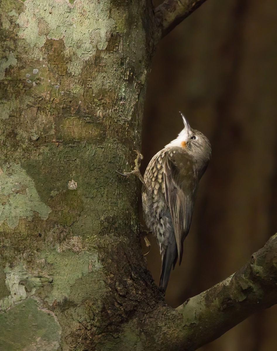 White-throated Treecreeper - ML641475195