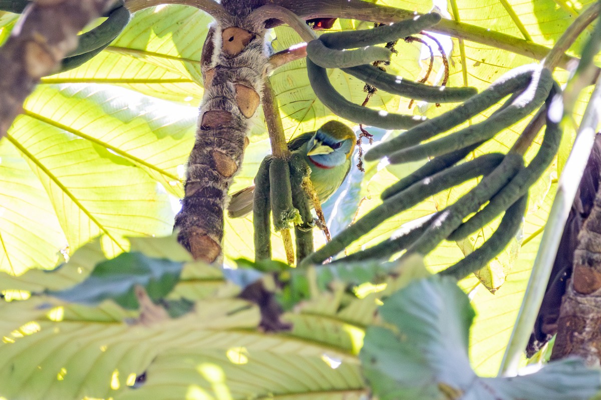 Versicolored Barbet - ML641475203