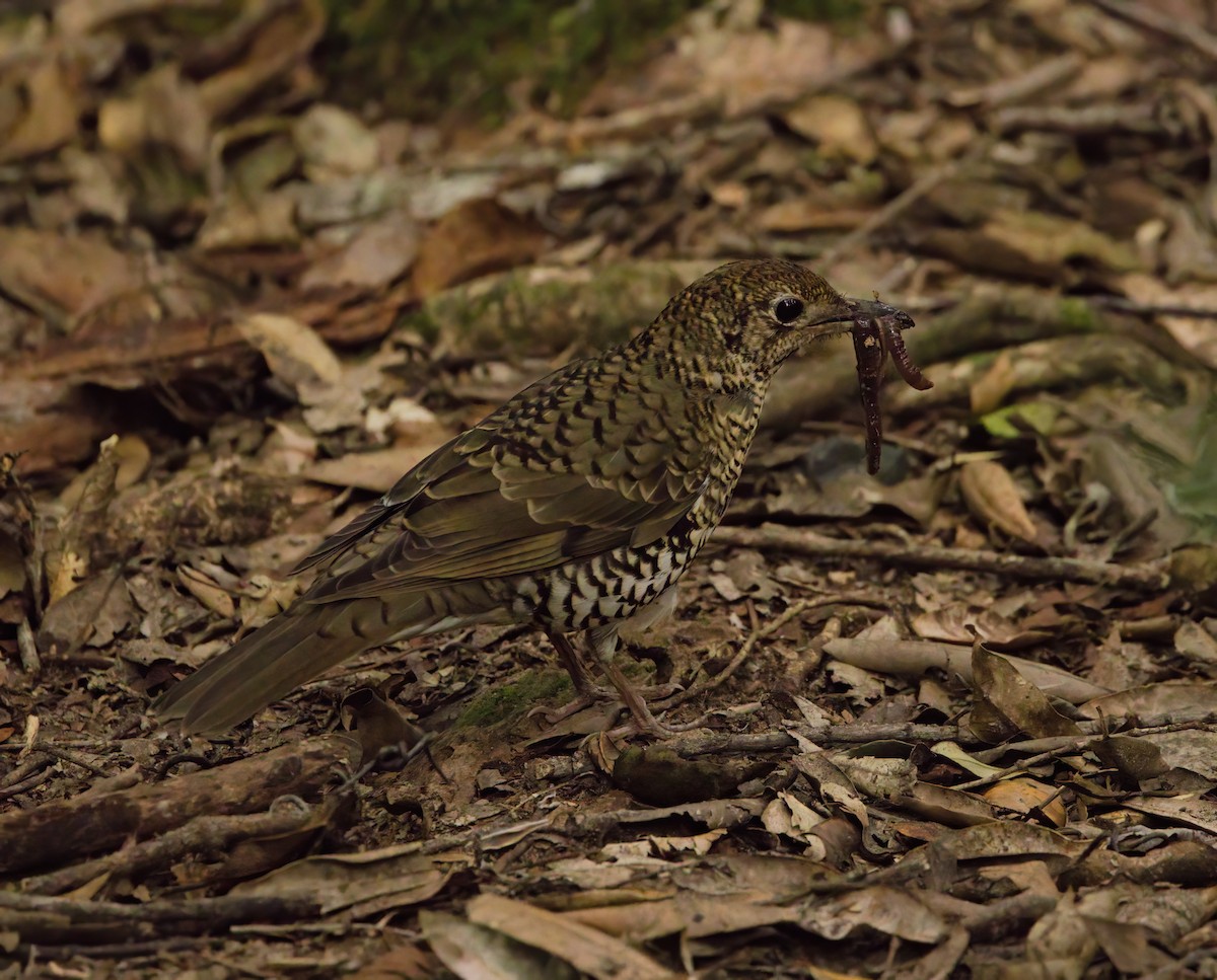 Bassian Thrush - ML641475210