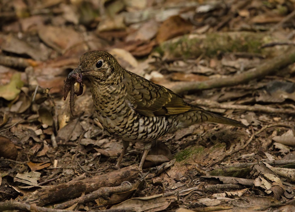 Bassian Thrush - ML641475217