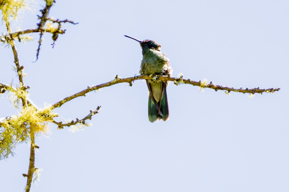 Lesser Violetear - ML641475246
