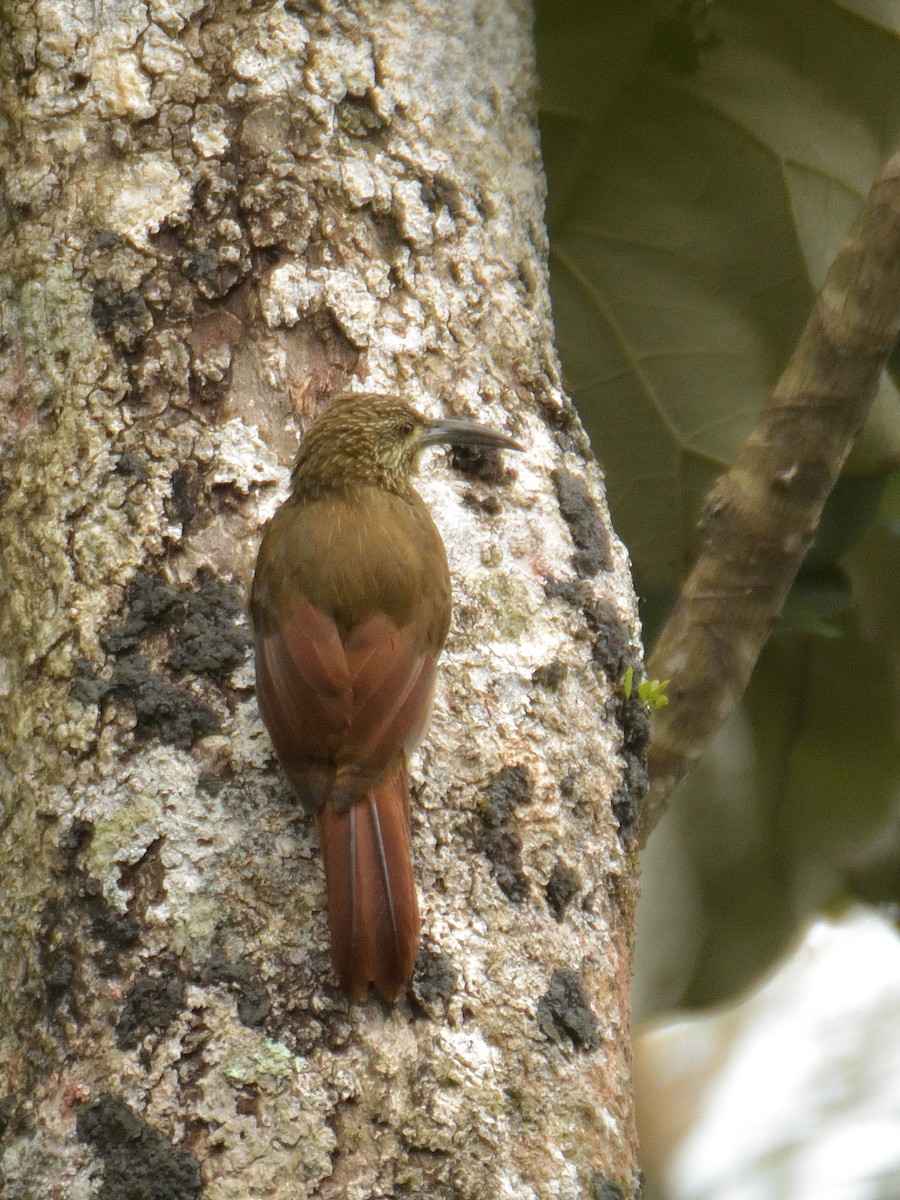 Strong-billed Woodcreeper (Andean/Northern) - ML641475247