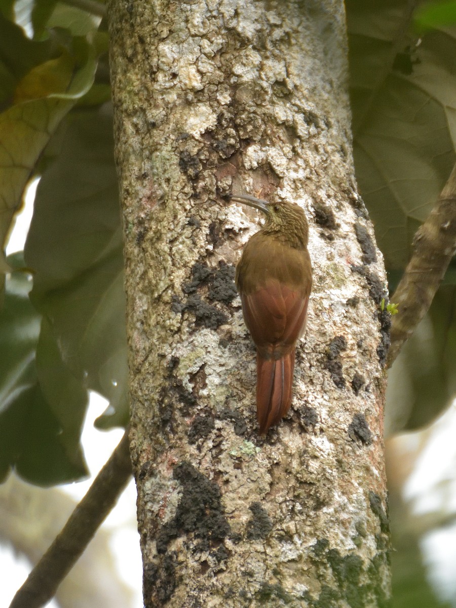 Strong-billed Woodcreeper (Andean/Northern) - ML641475249
