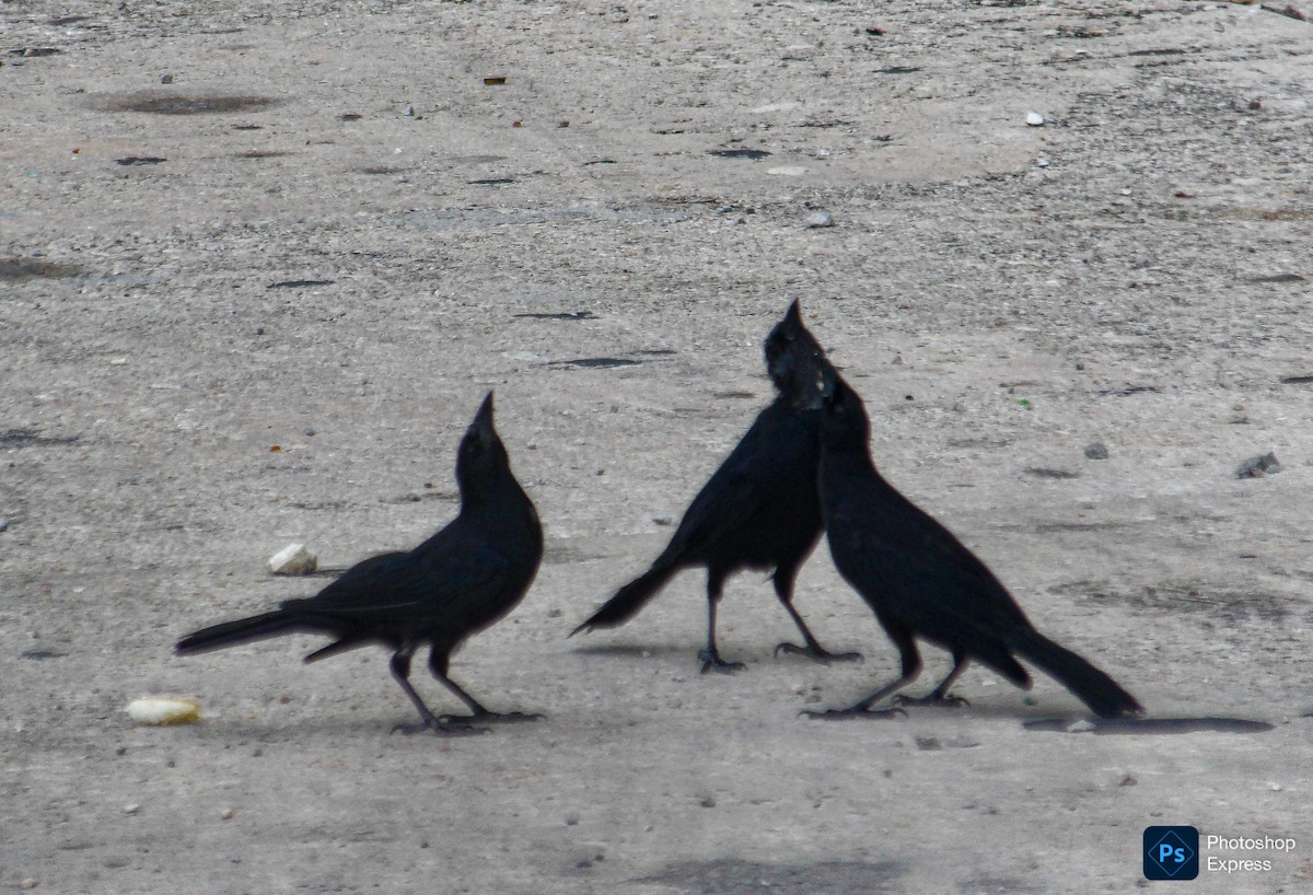 Cuban Blackbird - ML641475250