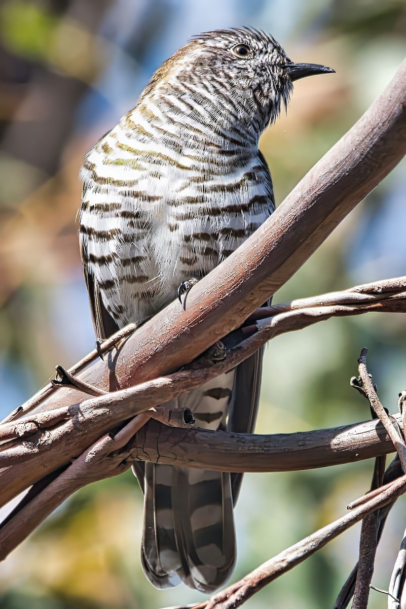 Shining Bronze-Cuckoo (Golden) - ML641475261