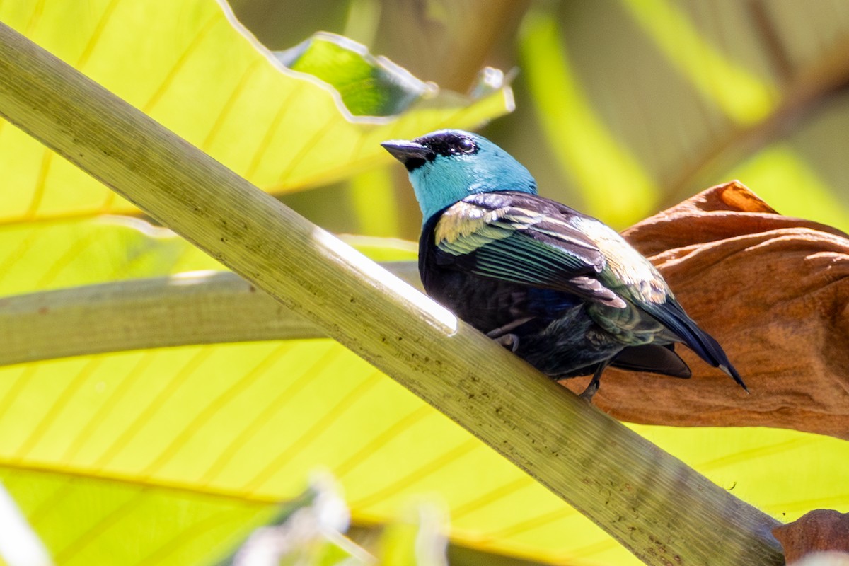 Blue-necked Tanager - ML641475264