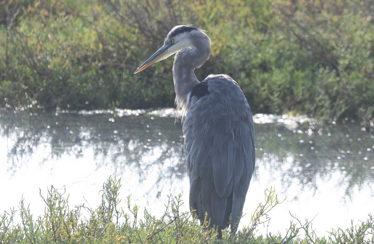 Great Blue Heron - ML641475278