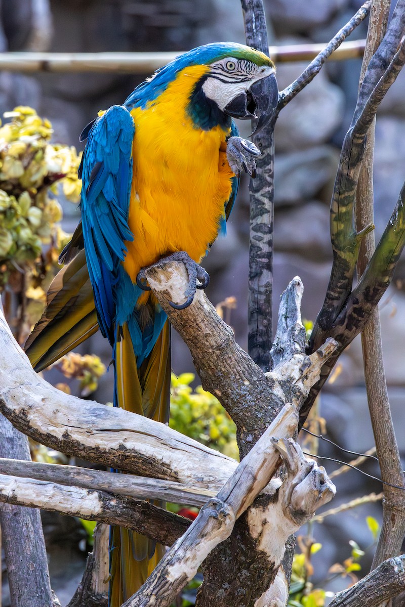 Blue-and-yellow Macaw - ML641475292