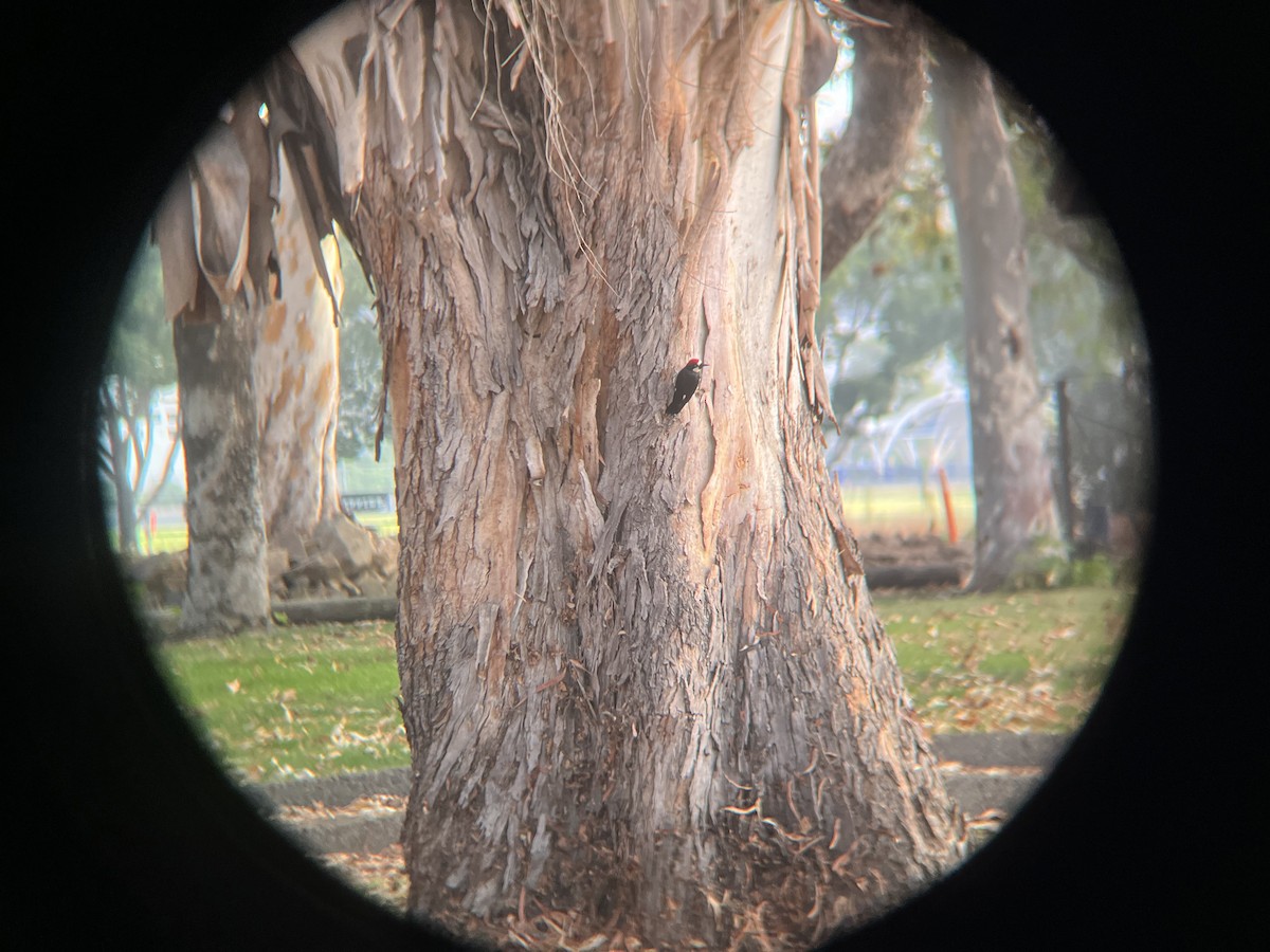 Acorn Woodpecker - ML641475295