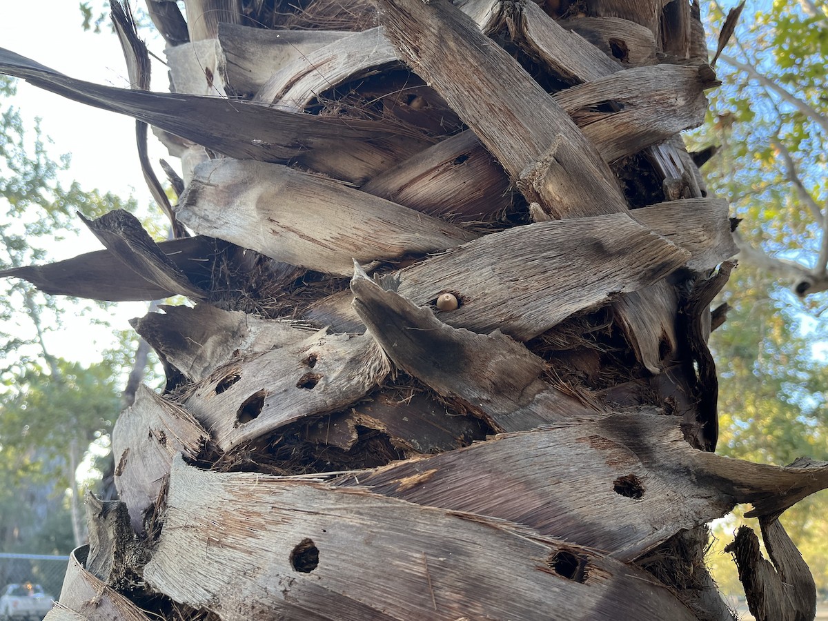 Acorn Woodpecker - ML641475296