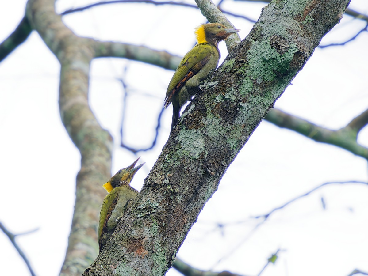 Greater Yellownape - ML641475320