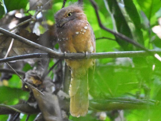 Blyth's Frogmouth - ML641475350