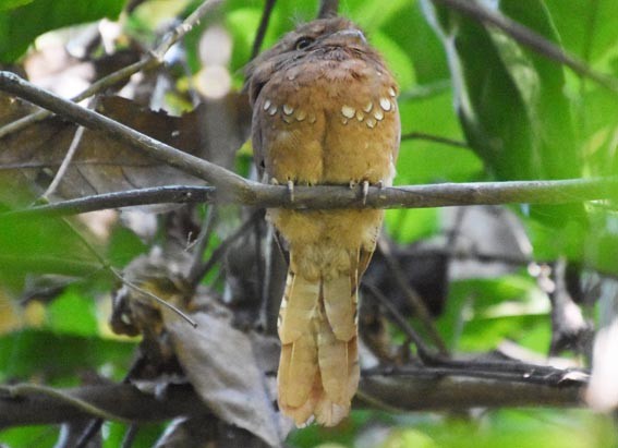 Blyth's Frogmouth - ML641475355