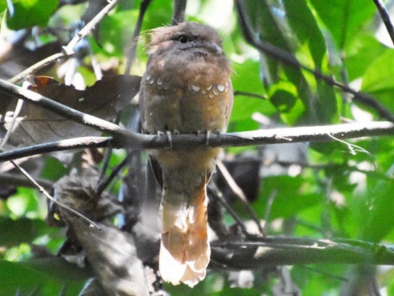 Blyth's Frogmouth - ML641475366