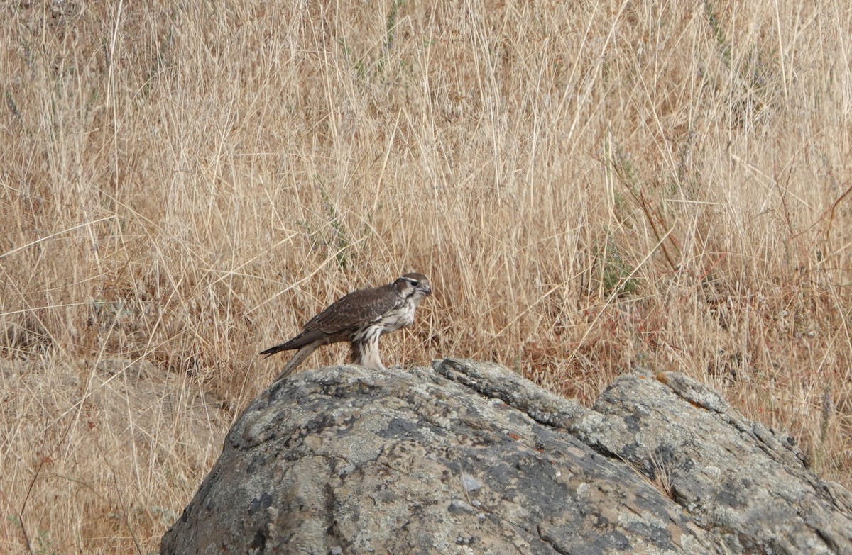 Prairie Falcon - ML641475412