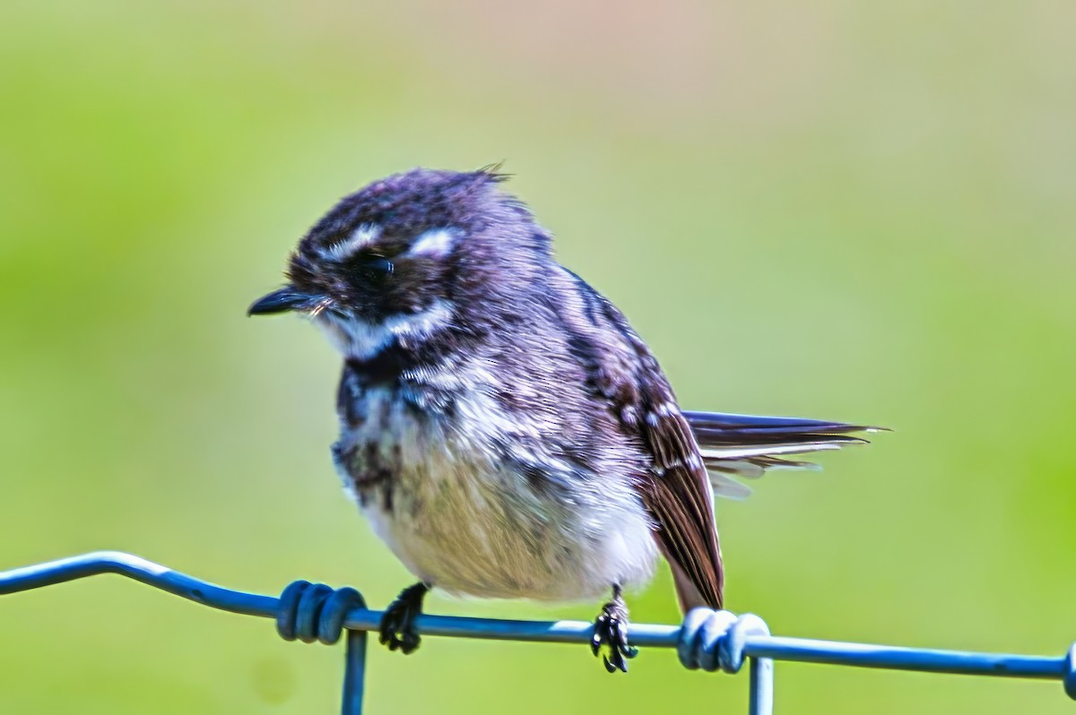 Gray Fantail - ML641475414