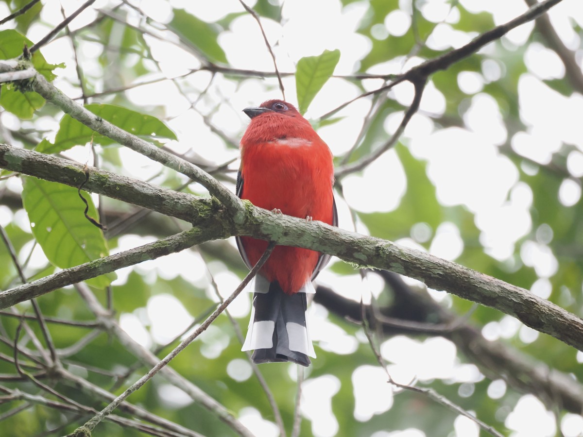Red-headed Trogon - ML641475453