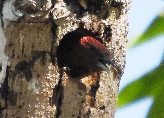 Banded Woodpecker - ML641475472