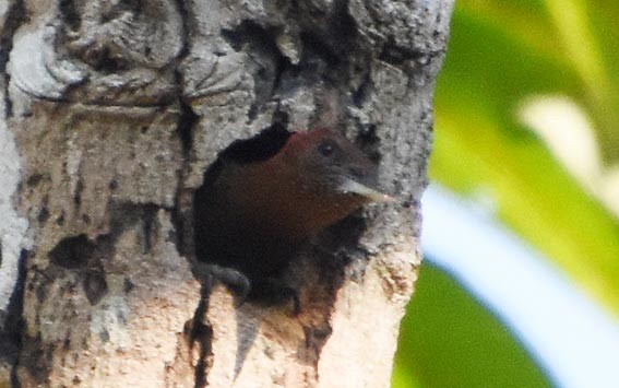 Banded Woodpecker - ML641475478