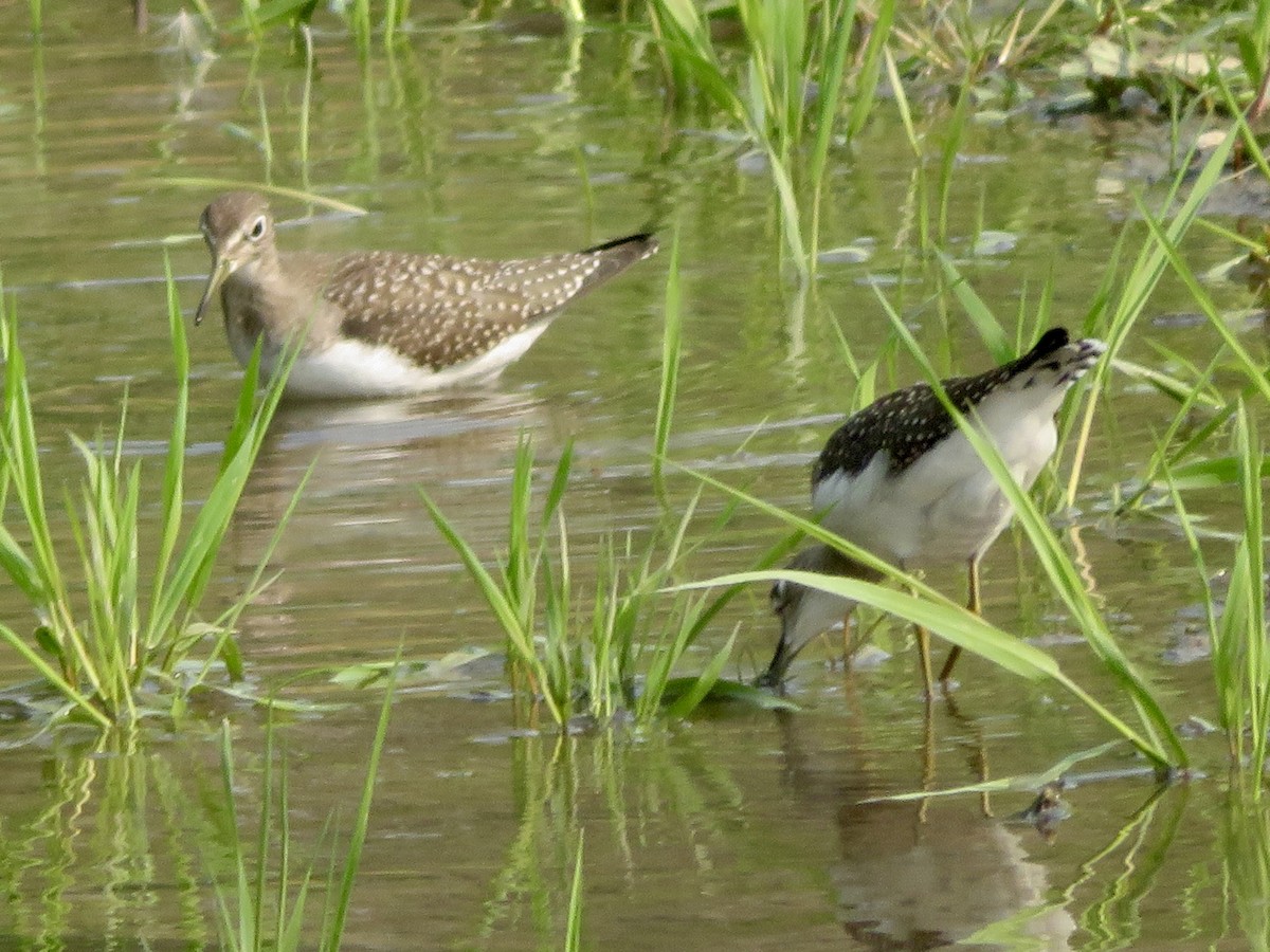 Solitary Sandpiper - ML641475490