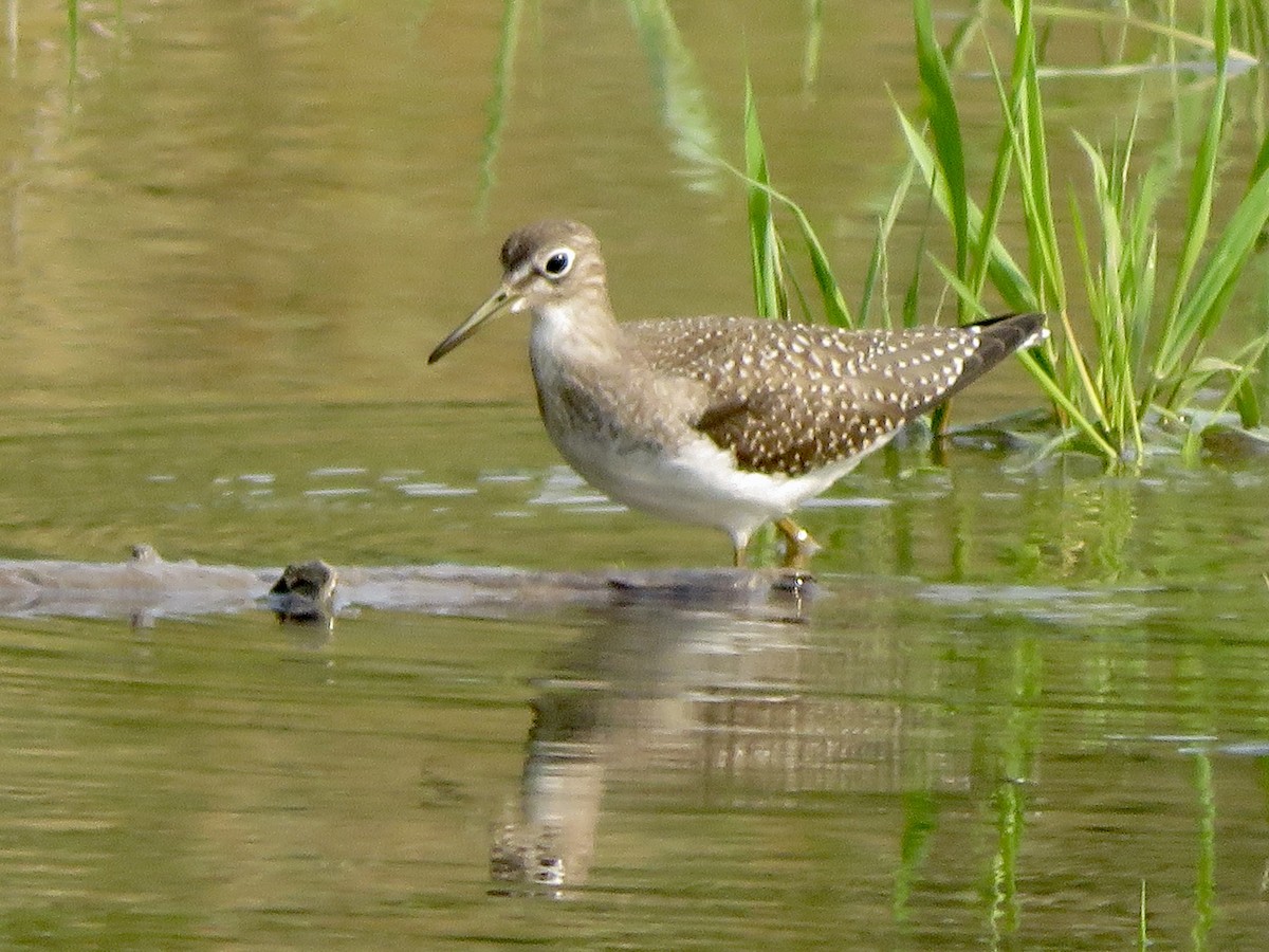 Solitary Sandpiper - ML641475491